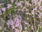 FZ020378 Common darter (Sympetrum striolatum) on heather flower.jpg